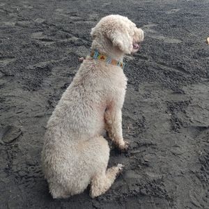 Meet your Posher, Ann